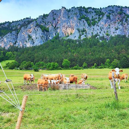 Hotel Glamping Hohe Wand - Zelt Mit Sternenfenster Und Whirlpool Maiersdorf Zewnętrze zdjęcie